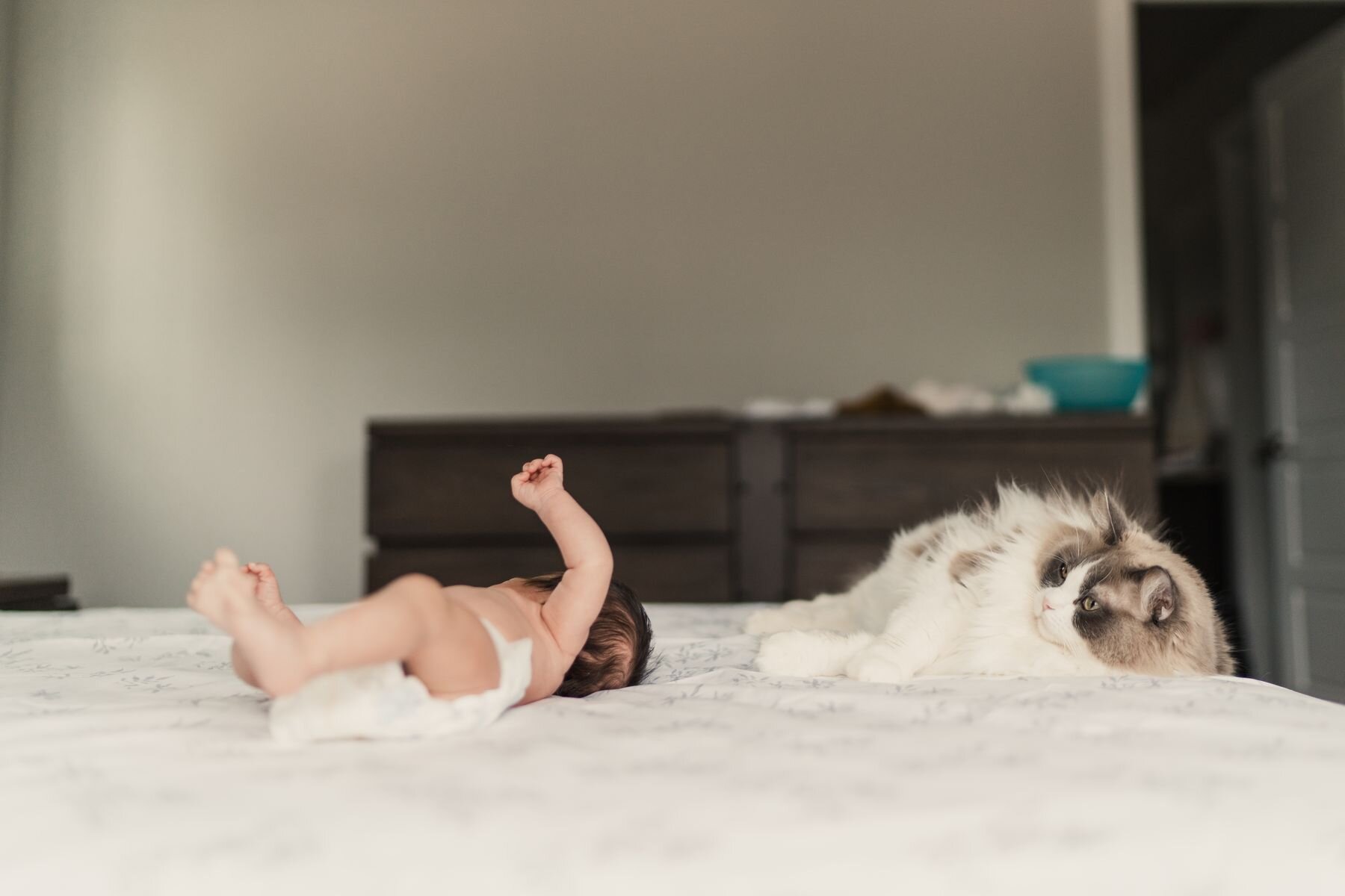 Seattle newborn baby girl with her pet cat